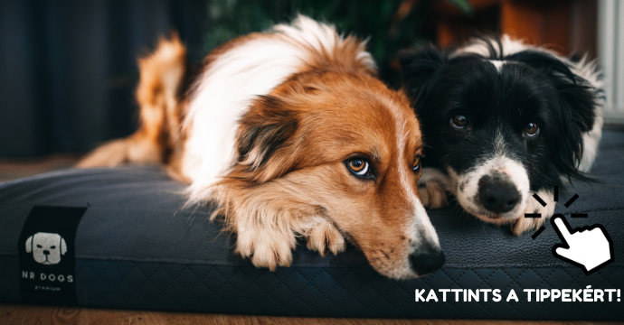 nrdogs.hu 