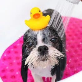 Körperpflege, Hundeparfüm, Hundeshampoo