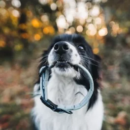Halsbänder