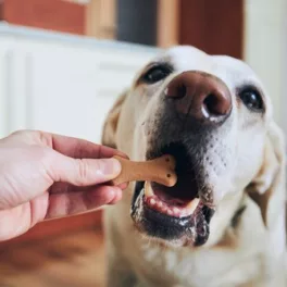 Hundekekse