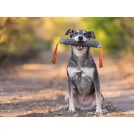 Nützliche Dinge, die Sie mit Ihrem Hund tun können
