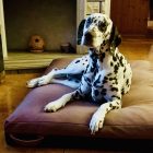 Premium Hundebett Soft Magic Pink XL (120x80cm)