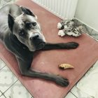 Premium Hundebett Soft Magic Pink XL (120x80cm)