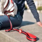 Dashi Stripes Rot&Schwarz Leine L (2,5cmx120cm)