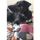 NRDOGS Basic Hundebett Abba Nature