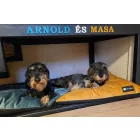 NRDOGS Basic Hundebett Soft Magic Ocean L 90x56 cm