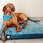 Premium Hundebett Soft Magic Ocean L (100x70cm)