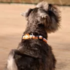 Dashi Stripes Orange&Schwarzer Kragen