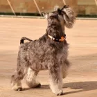 Dashi Stripes Orange&Schwarzer Kragen