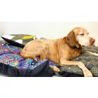 BEZÜGE für Brill Basic Hundebett