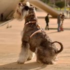 Dashi Stripes Orange&Black H-Geschirre L(2,5cmx62-107cmx40-67cm)