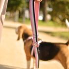 Dashi Stripes Rosa&Schwarz Leine