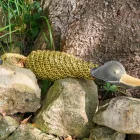Delilah die Ente - ökologisches Hundespielzeug