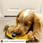 Barry The Banana - Hundespiel