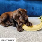 Barry The Banana - Hundespiel
