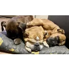 BEZÜGE für Fun Mush Basic Hundebett 