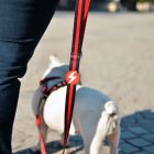 Dashi Stripes Rot&Schwarz Leine