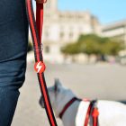 Dashi Stripes Rot&Schwarz Leine