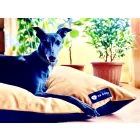 BEZÜGE für Soft Magic Okker Basic Hundebett