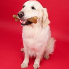 Dashi Obst und Knochenspiel - Erdbeere