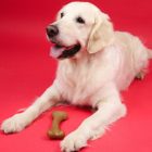 Dashi Obst und Knochenspiel - Erdbeere