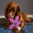 Stanley The Starfish - Hundespiel