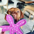 Stanley The Starfish - Hundespiel