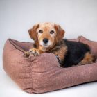 NRDOGS Lux Arte Girls Hundebett