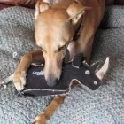 Ronnie The Rhino - Hundespiel