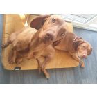 Premium Hundebett Soft Magic Okker L (100x70cm)