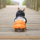 Dashi Stripes Orange&Schwarz Hundemantel 2XL (48 cm Rückenlänge)
