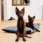 BEZÜGE für Soft Magic Grey Basic Hundebett